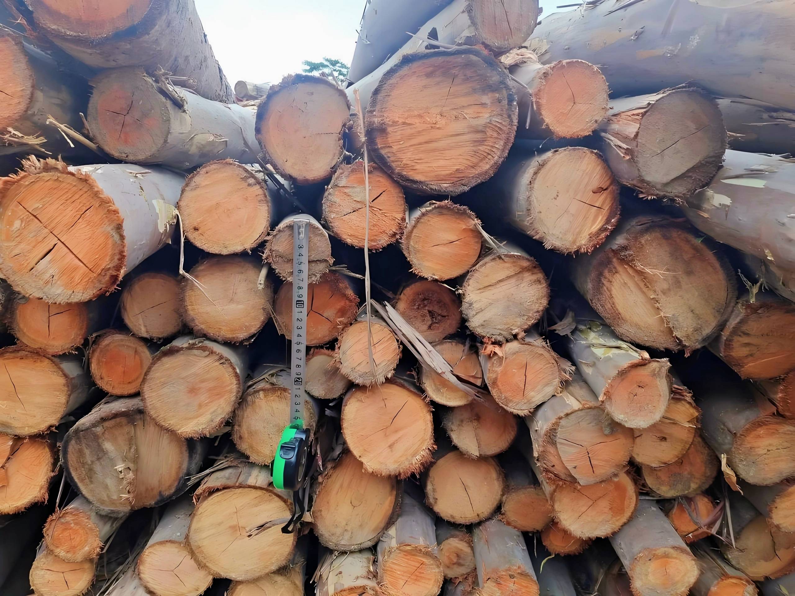 桉木價差為何如此之大？從600元到400多元的背后原因